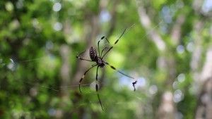 Sage Mountain National Park Tortola